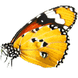 https://dbc.webworxtechnology.com/wp-content/uploads/2019/08/butterfly.png